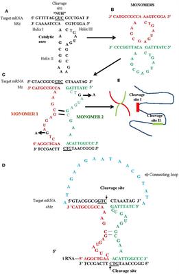 Maxizyme-mediated suppression of chikungunya virus replication and transmission in transgenic Aedes aegypti mosquitoes